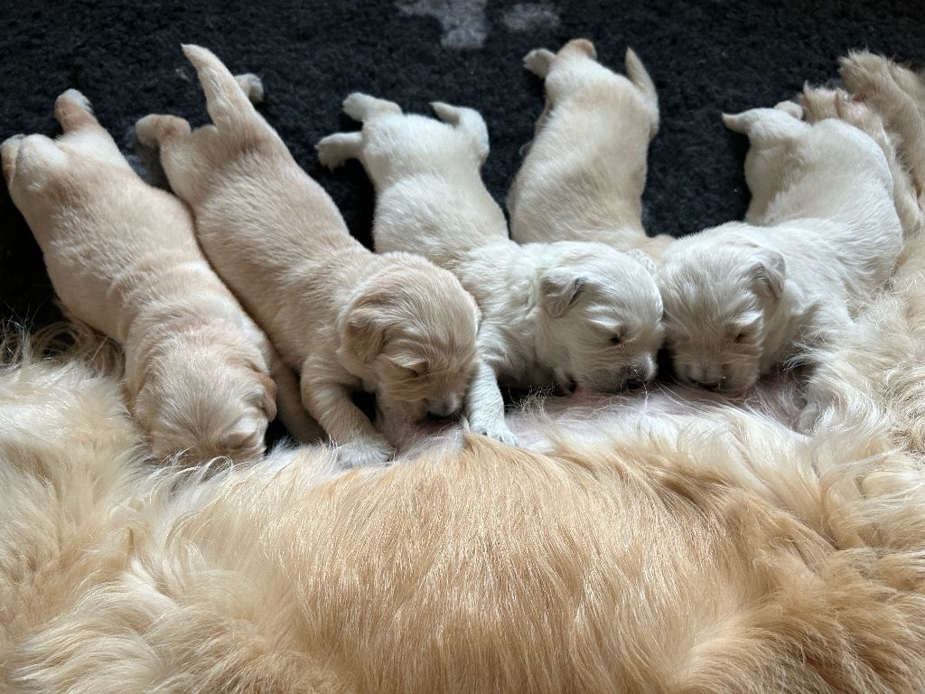 Chantal Schoettel - Willow est papa de 5 chiots nés le 1er juin 2024