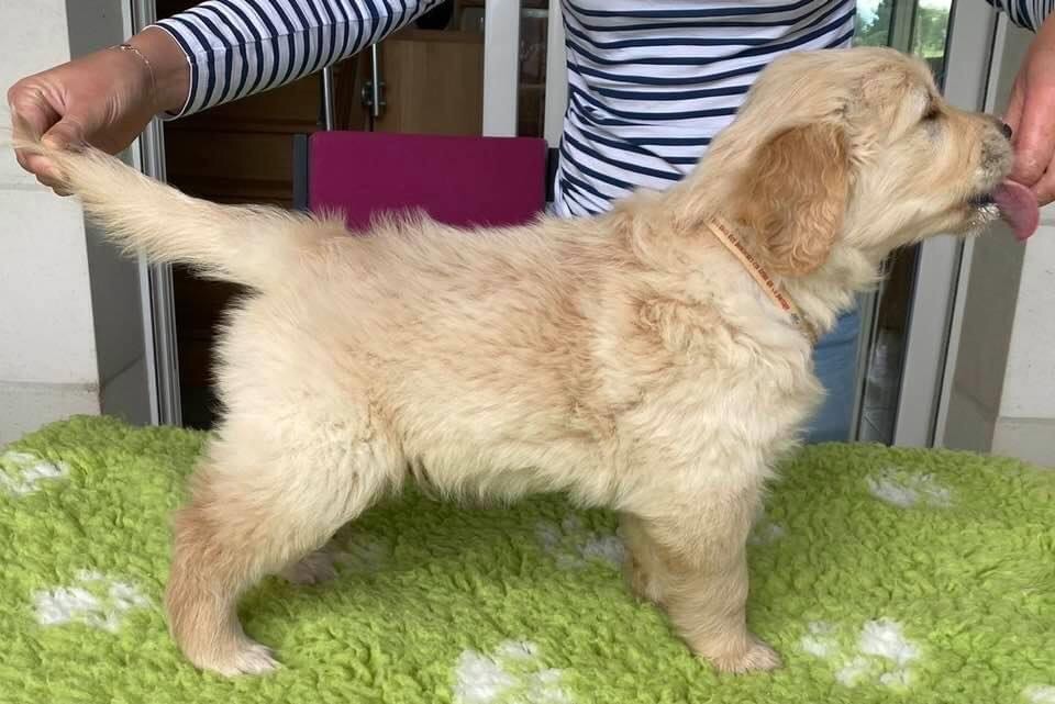 Willow 
